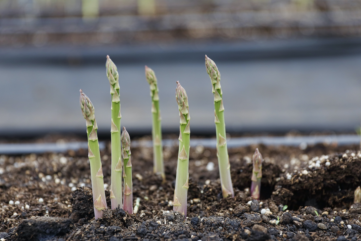 How to grow asparagus & stop greens going to seed