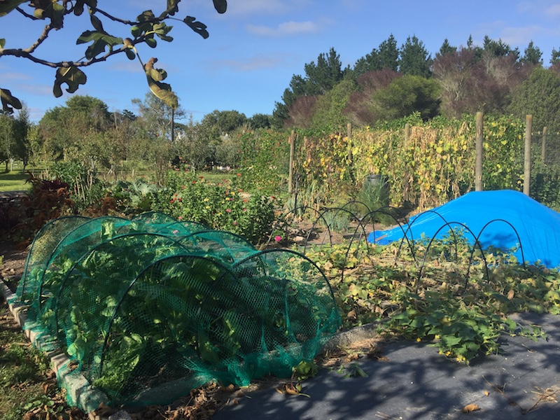 Planting in the Autumn Garden