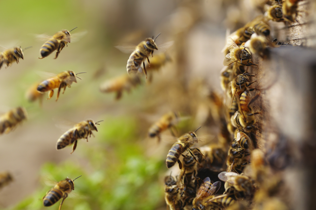 6 Ways To Be A Hero To Bees