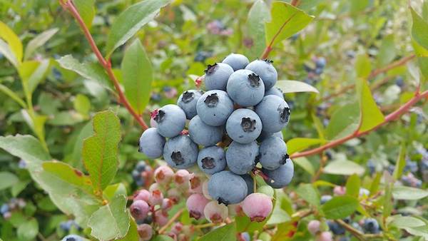 Growing blueberries - a beginner's guide