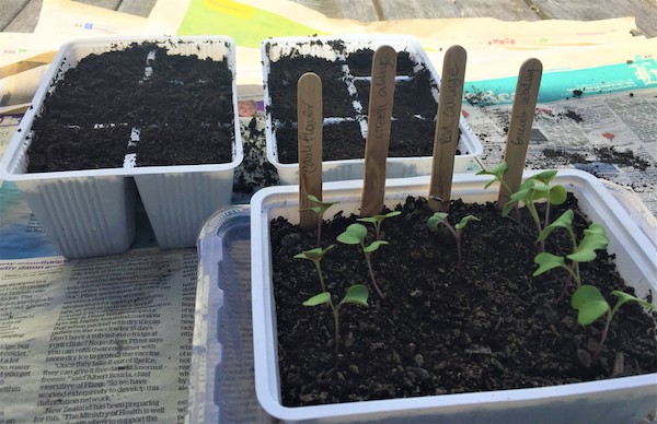 Brassicas Seedlings