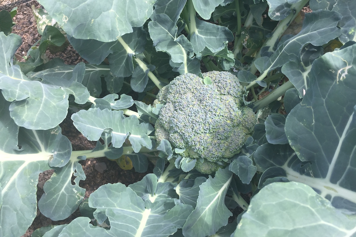 How to grow winter greens – broccoli, cabbage, cauliflower, kale and more