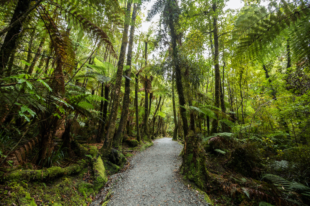 Forest Bathing - an antidote to modern life