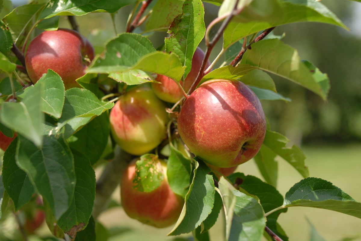 Growing Healthy Fruit Trees