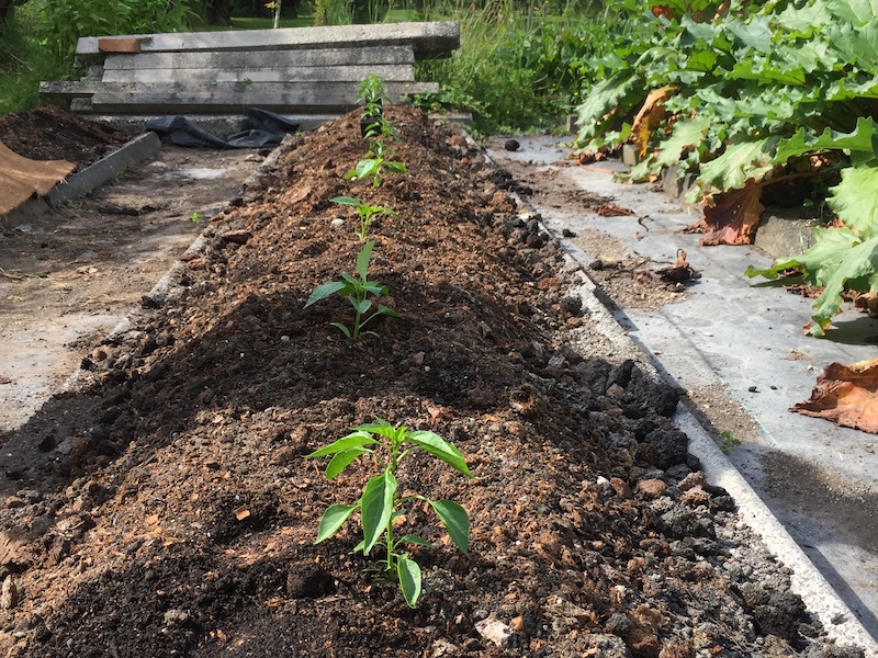 Summer planting