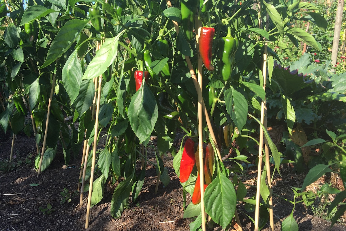 Autumn 2021 in the Organic Edible Garden