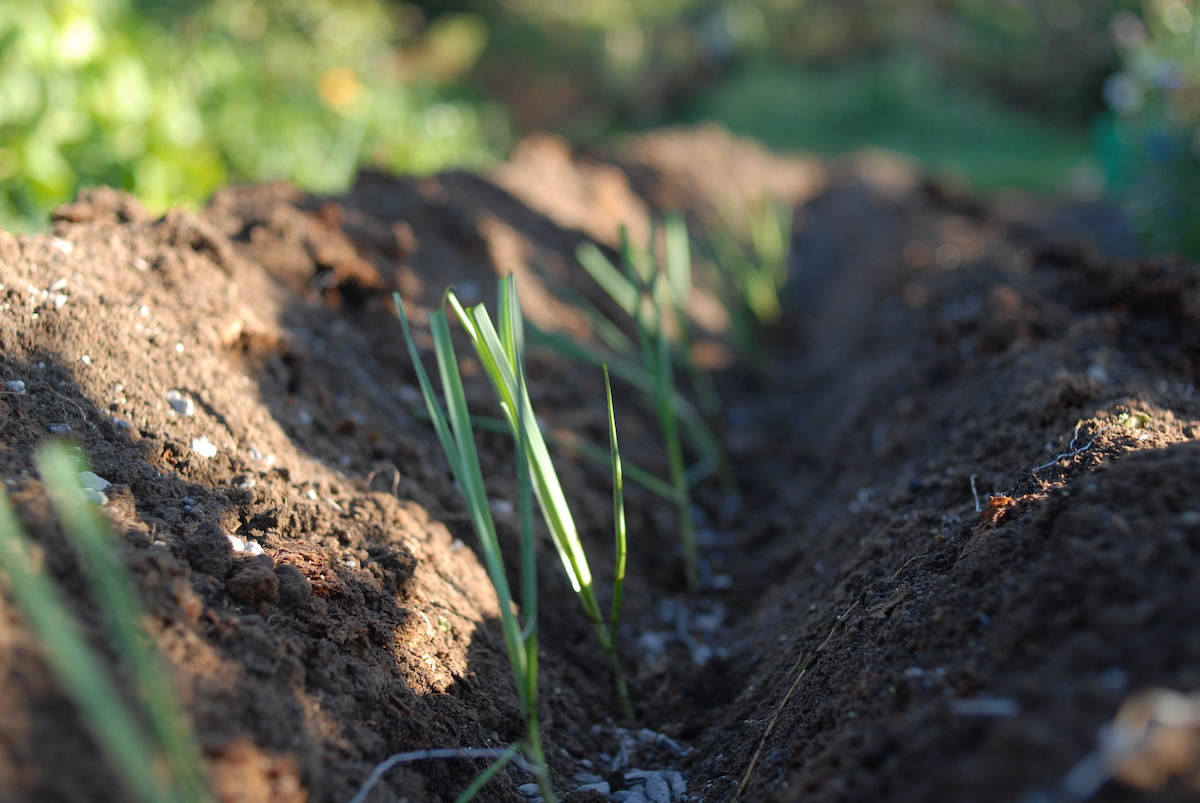 How to grow onions and leeks