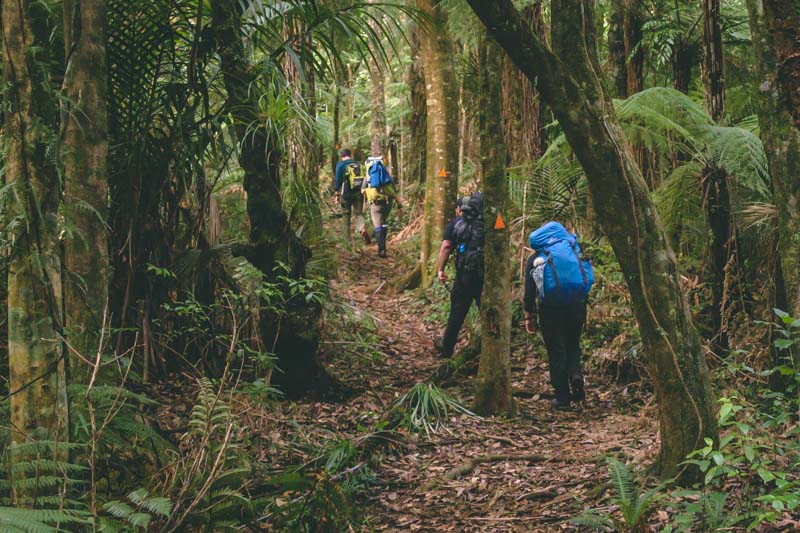 Walk in the woods - Mt Pirongia