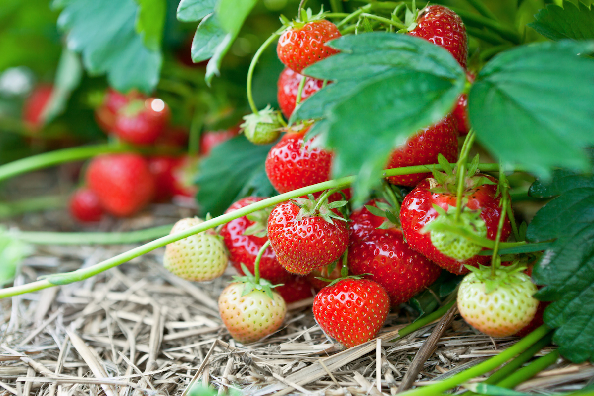 How To Grow Strawberries