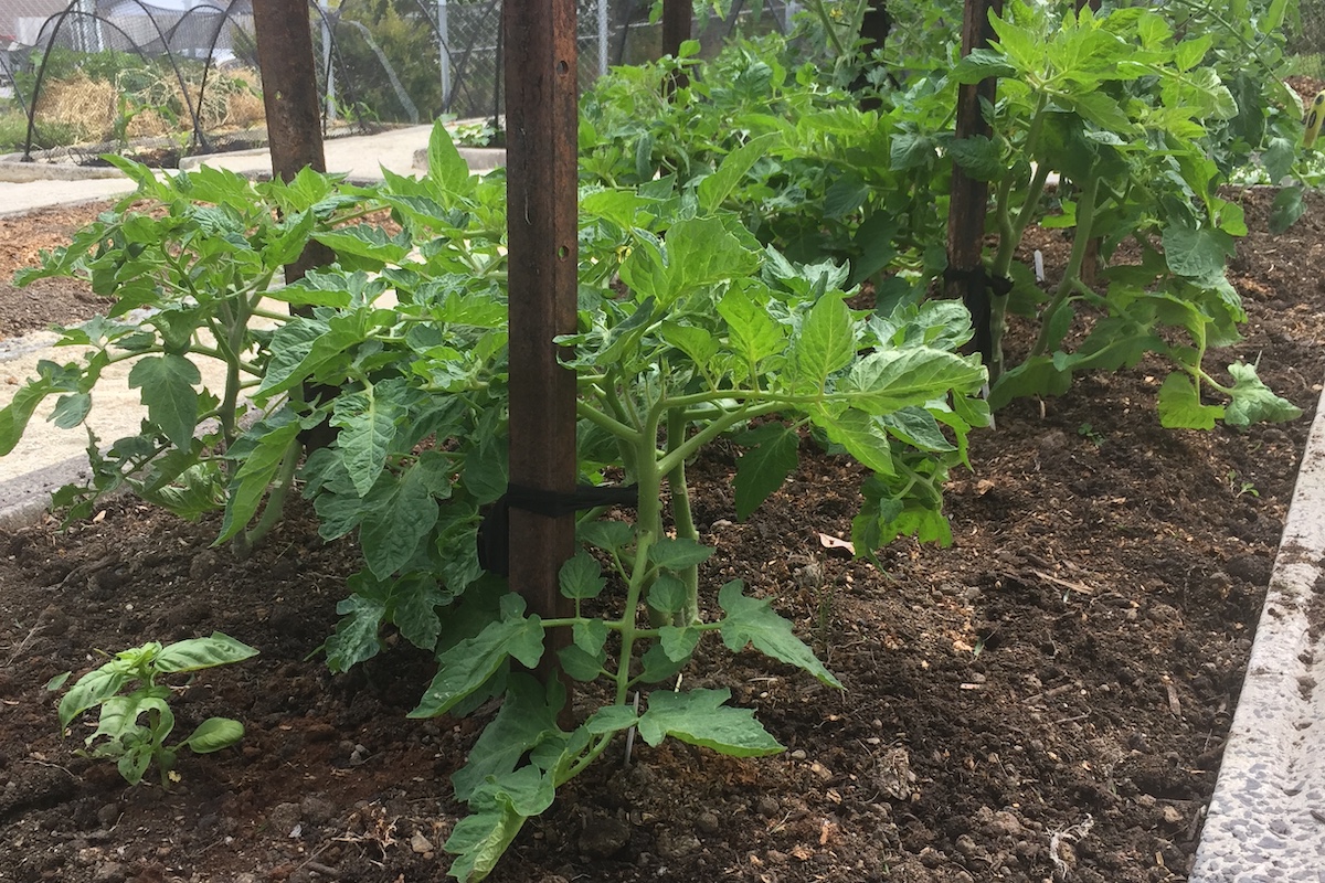 Summer in the Organic Edible Garden