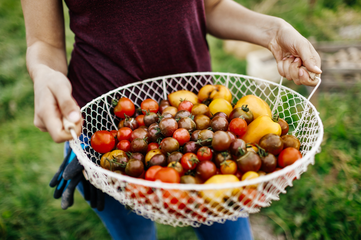 Digging around in urban community gardens