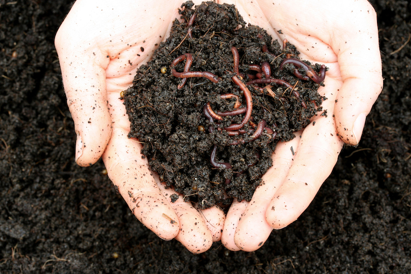 Home Composting 101: Worm Farming