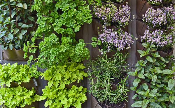 Why and how to grow herbs