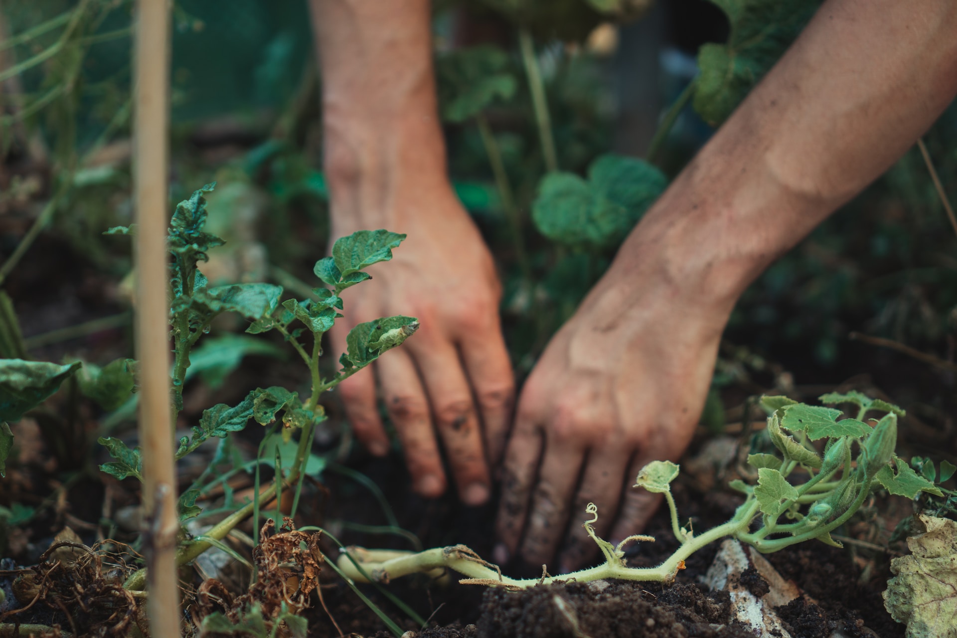 How To Build Healthy Soil