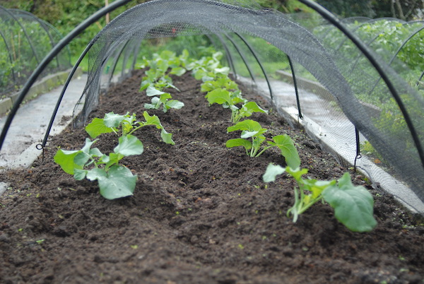 Broccoli seedlings